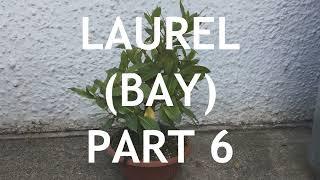 Laurel (Bay) Bonsai, From Nursery Stock, 6