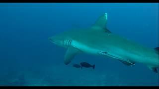 Diving with sharks in Maldives 4K