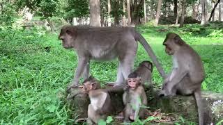 Introduce  video from Angkor WAt , MOnkey show of History - Sresre Toukvill