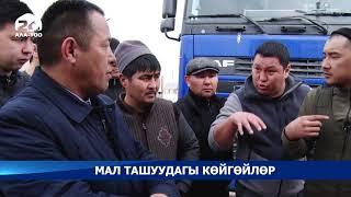 Кыргыз-казак чек арасында сегиз жүк ташуучу унаада Россиядан келген бодо мал өтө албай турат