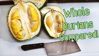 MALAYSIAN DURIANS COMPARED : D101 VS D13 - Weird Fruit Explorer