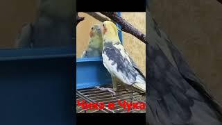 Parrot Cockatiel Playing With Mirror Talking. Parrot Kissing Mirror. Mirror Parrot Cockatiel Singing