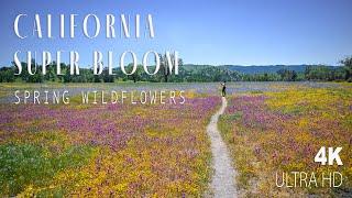 California Super Bloom | Best Places to See Spring Wildflowers