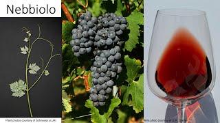 Grape Variety #34: Nebbiolo