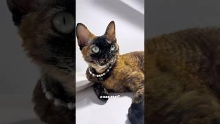 Бусики для кошки #колье #украшенияназаказ #украшенияручнойработы #чокер #кошка #девонрекс #котики