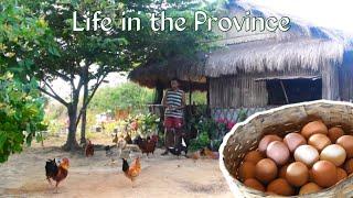 Everyday life in the farm | Harvest LOTS of eggs, cook egg adobo and ginisang gulay | Biag ti away