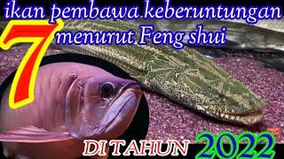 7 jenis ikan pembawa keberuntungan menurut Feng shui,