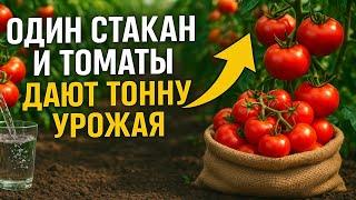 Вы ахнете! Один стакан — и с куста ведро помидор! Секрет бабушки, который спасёт весь урожай томатов