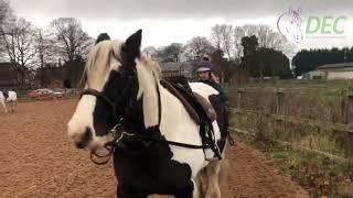 Lunging and Long Reining at Doncaster Equine College