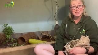 Diet and Habitat | Spike the African Pygmy Hedgehog