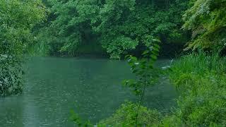 The beautiful little lake is raining(183) , sleep, relax, meditate, study, work, ASMR