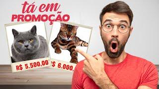 TOP 10 raças de gato mais caras do Brasil: Gatos fabulosos que custam uma fortuna ️️