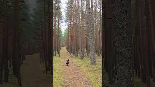 Miniature Schnauzer Pitstop #forest #nature #minitureschnauzer