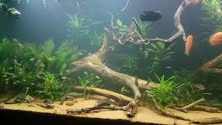 Redeye Tetras in a big community tank