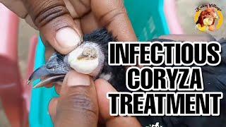 Infectious Coryza Treatment and How to OverCome It