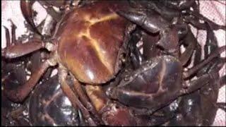 Kekda Banane Ka Gujarati Tarika || How to Clean Crab || केकडा केसे बनाएं || Surekha Patel