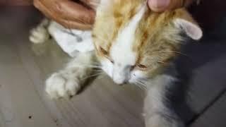 MENGOBATI KUCING YANG SAKIT TELINGA KARENA TUNGAU