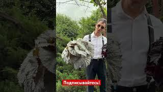 Бегонии нашей селекции #begonia #бегонии