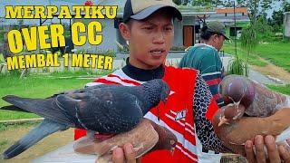 MERPATIKU LOS KONTROL NGERI INI BURUNG APA BATU