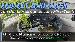 Von der Mörtelwanne zum Mini-Teich! Tag 3: -Neue Pflanzen, viele Nährstoffe (2) #algenfrei #minipond