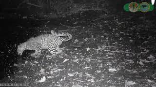 Penampakan Macan Tutul (Panthera Pardus) TN Baluran