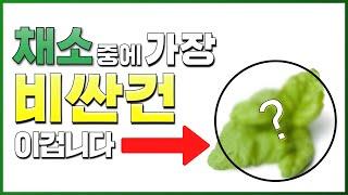 채소중에 가장 비싼 채소는 뭘까요? 얼마에 판매되는지 놀라지 마세요~(feat. 허브 박사님)