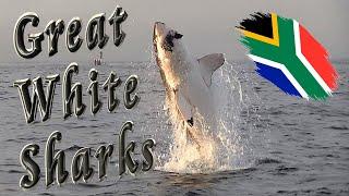  Great White Sharks in False Bay