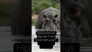 Describing A Hippopotamus In 10 Words #shorts #hippopotamus #hippo #animals #riverhorse