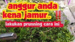 Cara pembuahan anggur yang kena jamur di musim hujan..