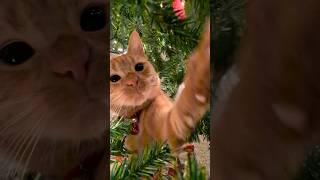 cats caught in Christmas Tree attack 