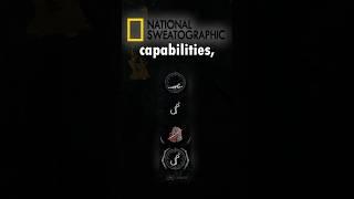 pigs are treated poorly in dead by daylight | National Sweatographic