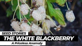 SEED STORIES | The White Blackberry: A Priceless Anomaly