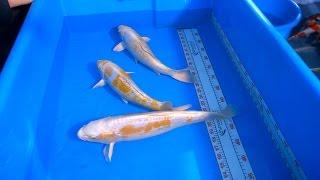 How To Select Beautiful Hariwake Koi - 1/2