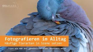 Fotografieren im Alltag - Häufige Tiertarten gekonnt in Szene setzen. Tipps und Inspirationen.