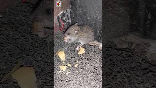 Brown Rat Sounds  | Mouse Sounds #shorts