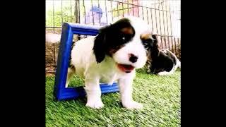 cute dog gifs