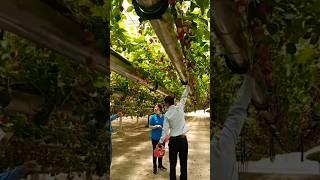 Incredible Hydroponic Strawberry Farming @HappyFarm85 #satisfying #shorts