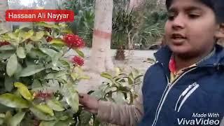 Roman Ali Nayyar & Hassaan Ali Nayyar. Importance of trees & plants