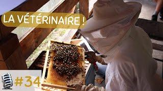 34 – Santé de l’abeille et varroa avec une vétérinaire de la FNOSAD – Florentine Giraud