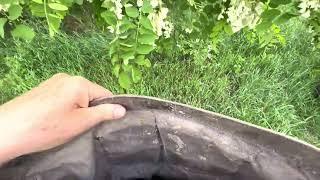 Harvesting and Cooking with Black Locust Blossoms