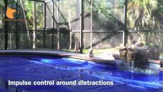 Naples Florida dog training with real-life distractions: FINE-TUNED CANINES