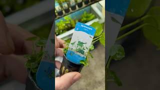 Hydrocotyle Vulgaris - Aquariumplantenshop