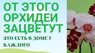 Как заставить орхидею зацвести Цветение орхидеи 100% с этим простым домашним средством