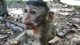 Cute baby monkey Berry begging for food, hungry monkeys are trying to convince