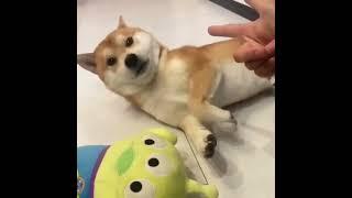 看眼色行事，宠物这碗饭也不好吃#柴犬