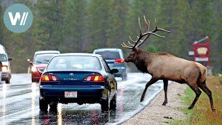 Highway durch die Rocky Mountains - Herbst | Tiere vor der Kamera (2011) | Folge 47/54