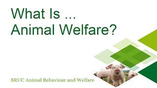 What Is Animal Welfare