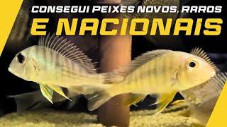 DA AMAZÔNIA PARA A FRANCO AQUARISMO: CONSEGUIMOS PEIXES QUE FAZIAM MUITO TEMPO QUE NÃO VINHAM!!