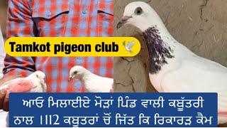 Exclusive interview with Tamkot Pigeon Club ( Mansa )