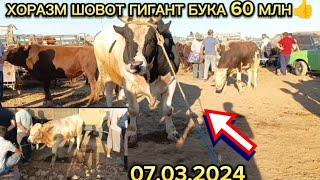 Xorazm viloyati Shovot pir mol bozori yosh Xukkiz narxlari 07.03.2024#tortkol_uz#narxnavo#uzmigrant